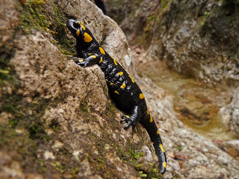 Salamandra salamandra